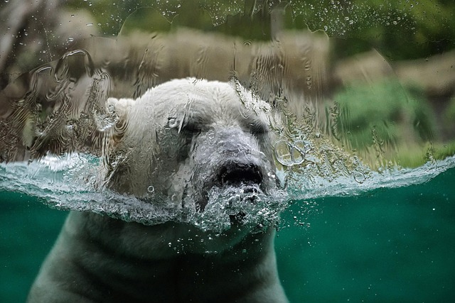 Bild von einem Eisbären im Wasser.
